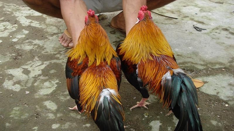 Chiến kê Tử Mị trong giới đá gà hiện nay